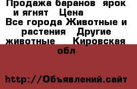 Продажа баранов, ярок и ягнят › Цена ­ 3 500 - Все города Животные и растения » Другие животные   . Кировская обл.